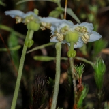 Moneses uniflora, Moosauge