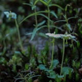 Moneses uniflora, Moosauge