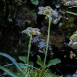 Moneses uniflora, Moosauge