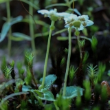 Moneses uniflora, Moosauge