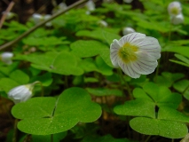 Oxalis acetosella, Gemeiner Sauerklee