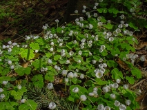 Oxalis acetosella, Gemeiner Sauerklee