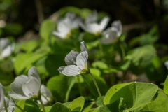 Oxalis acetosella, Gemeiner Sauerklee