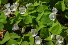 Oxalis acetosella, Gemeiner Sauerklee