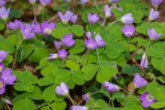 Oxalis acetosella, Gemeiner Sauerklee