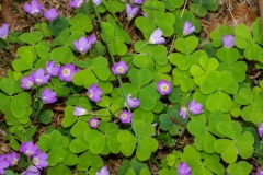 Oxalis acetosella, Gemeiner Sauerklee