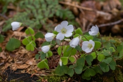 Oxalis acetosella, Gemeiner Sauerklee