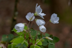 Oxalis acetosella, Gemeiner Sauerklee