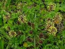 Plantago atrata, Berg-Wegerich