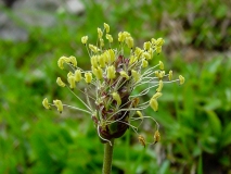 Plantago atrata, Berg-Wegerich