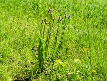 Plantago lanceolata, Spitzwegerich