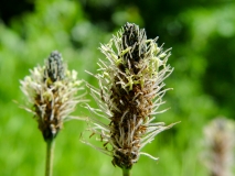 Plantago lanceolata, Spitzwegerich