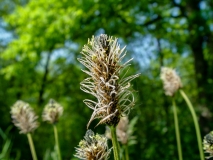 Plantago lanceolata, Spitzwegerich