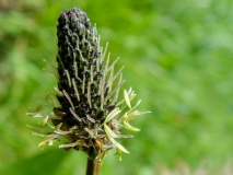 Plantago lanceolata, Spitzwegerich