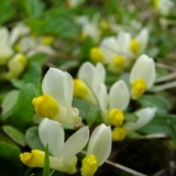 Polygala chamaebuxus, Buchsblättrige Kreuzblume