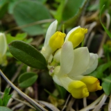 Polygala chamaebuxus, Buchsblättrige Kreuzblume