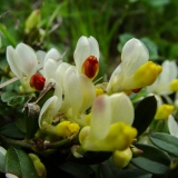 Polygala chamaebuxus, Buchsblättrige Kreuzblume