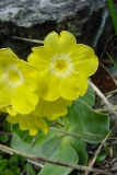 Primula auricula, Flühblümchen