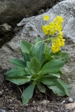 Primula auricula, Flühblümchen