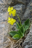 Primula auricula, Flühblümchen