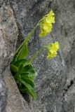 Primula auricula, Flühblümchen