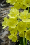 Primula auricula, Flühblümchen