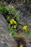 Primula auricula, Flühblümchen