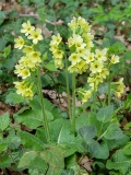 Primula eliator, Wald-Schlüsselblume