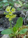 Primula eliator, Wald-Schlüsselblume