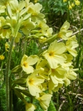 Primula eliator, Wald-Schlüsselblume