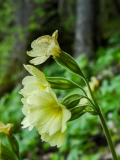 Primula eliator, Wald-Schlüsselblume