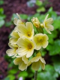 Primula eliator, Wald-Schlüsselblume