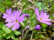 Primula farinosa, Mehl-Primel