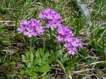 Primula farinosa, Mehl-Primel