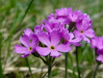 Primula farinosa, Mehl-Primel