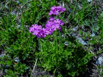 Primula farinosa, Mehl-Primel