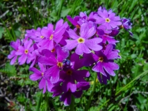 Primula farinosa, Mehl-Primel