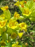 Primula veris, Frühligs-Schlüsselblume