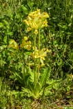 Primula veris, Frühligs-Schlüsselblume