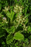 Primula veris, Frühligs-Schlüsselblume