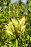 Primula veris, Frühligs-Schlüsselblume