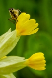 Primula veris, Frühligs-Schlüsselblume