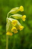 Primula veris, Frühligs-Schlüsselblume