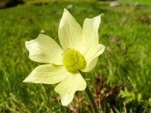 Pulsatilla alpina ssp. apiifolia, Schwefel-Anemone