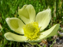 Pulsatilla alpina ssp. apiifolia, Schwefel-Anemone