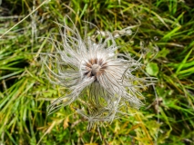 Pulsatilla alpina ssp. apiifolia, Schwefel-Anemone