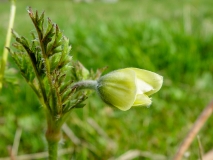 Pulsatilla alpina ssp. apiifolia, Schwefel-Anemone