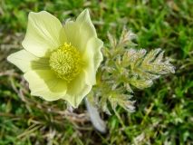 Pulsatilla alpina ssp. apiifolia, Schwefel-Anemone