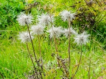 Pulsatilla alpina ssp. apiifolia, Schwefel-Anemone