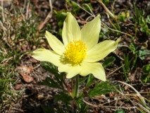 Pulsatilla alpina ssp. apiifolia, Schwefel-Anemone